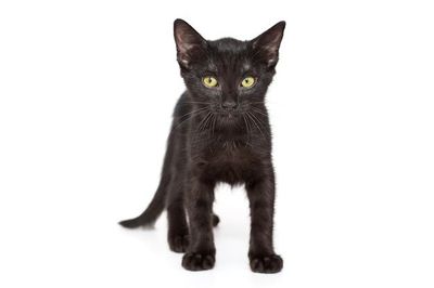Котёнок 3 месяца,мальчик