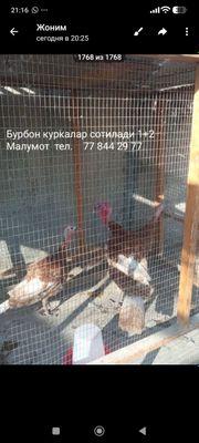 Продаётся Семейства индюка и семей курства кур