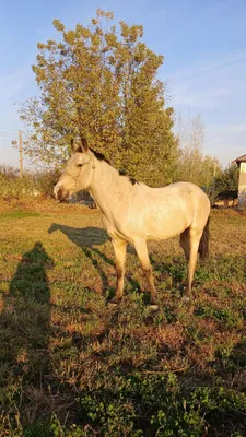 Той сотилади !!!