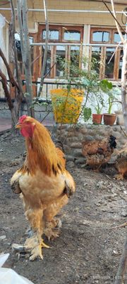 Brama xoʻroz tovuqlar sotiladi