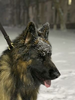 Кобель НО черпашный,д/ш для вязки.Привит, от титулованных родителей.