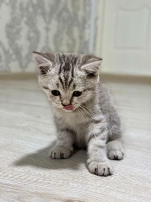 Scottish strayt коричневый табби
