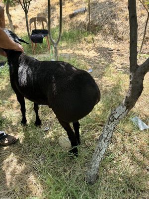 Qoʻchqor Sotiladi Trik vazni 85 kg Uyda boqilgan