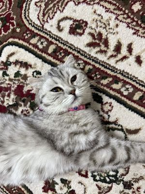 Скотиш фолд британский