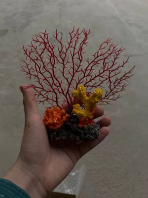 Коралл для аквариума