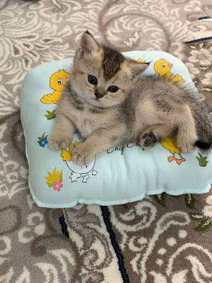 Мушукча сотилади Киз бола