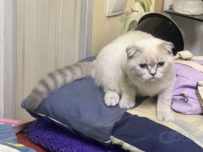 Шотланский скоттиш фолд!