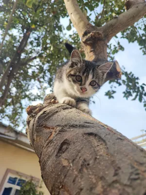 Киз бола мушукча мехрибон кулларга берилади.