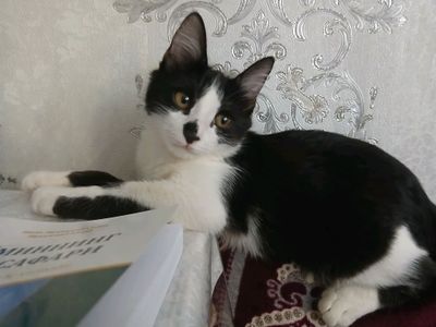 Mushuk hadyaga beriladi