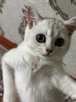 Шиншилла сотилади