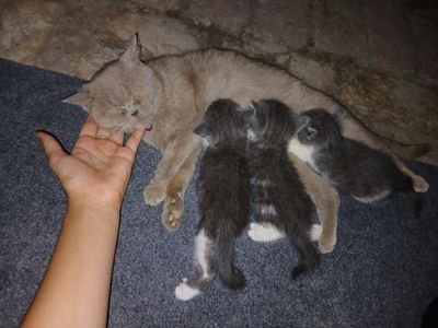 Скотиш британский