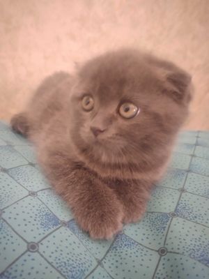 Шотландский вислоухий пародали скотиш фолд мушукчалар сотилади