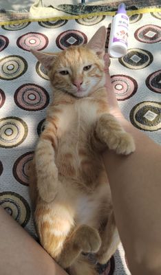 Продаются котята