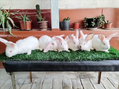 Kaliforniya va Velikan gibrid quyonlar sotiladi
