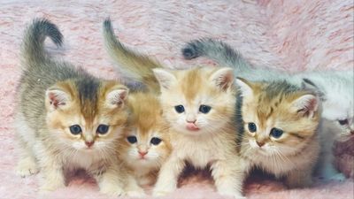 Шикарные котята британской породы