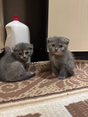 Вислоухие котята 1,5 месяца