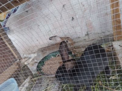 Куён болалари зоти фландер