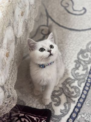 Британская серебристая шиншилла