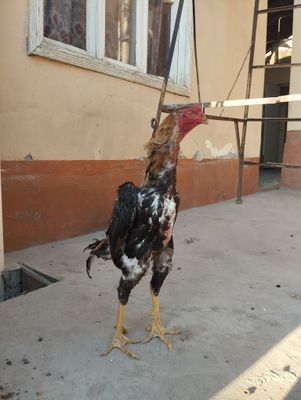 Toza zotli xoʻroz sotiladi