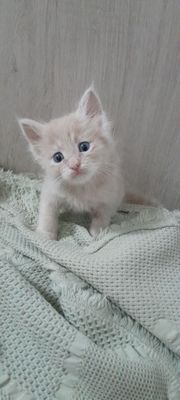 Глаза зелёные 1,5 месяца