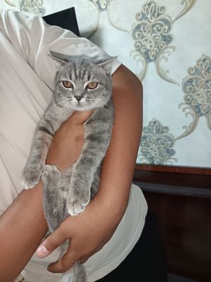 Скотиш страйт Девочка