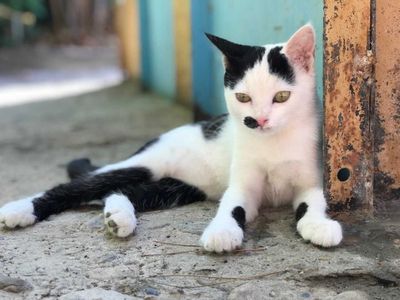 Котик мальчик 4 месяца