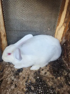Продам кролик самец очень красивая здоровый