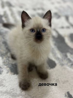 Сиамские котята двое
