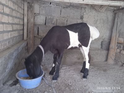 Qóy moda Qazoqi soglom tuĝmagan