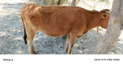 Sigirimiz sotiladi oladiganlar uchun kelishimiz qisr mol tez oʻzgarad