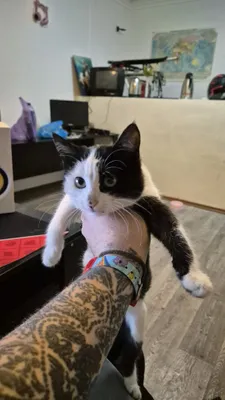 Отдам девочку кошку в хорошие руки