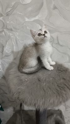 Продаётся чистокровная британская девочка