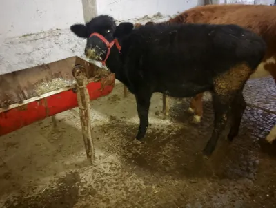 гуножин 6 ойлик жуда зур