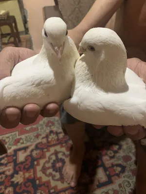 Белые голуби для торжеств на выпуск