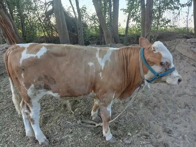 Smental zotli Buqa