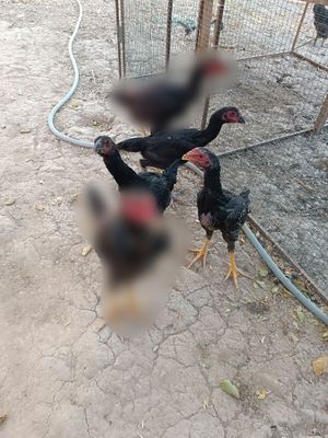 Dakanlar tovuq va xo'roz jo'jalar 4 ta