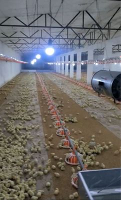 Продаётся готовая птице ферма 2.4 га посёлок Сурум Куйчирчикский район