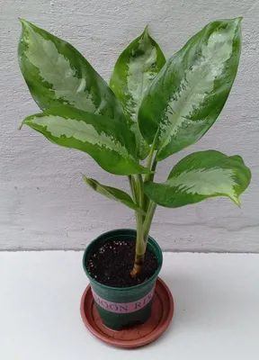 Аглаонема Паттая Бьюти. Экзотические цветы для дома и офиса.