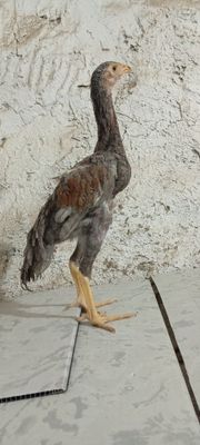 Toza makiyonchala sotiladi