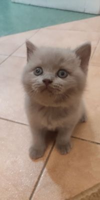 Котята Scottish straight & fold
