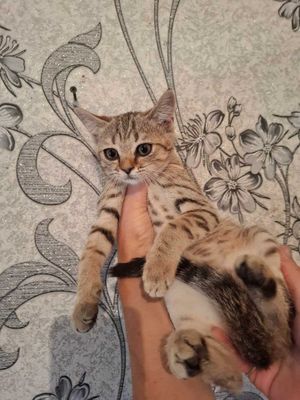 Продам породистых шотландских скоттиш страйт котят.