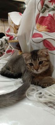 Скоттиш фолд шиншилла