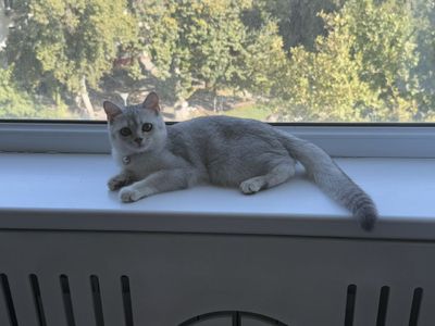 Вязка скоттиш страйт