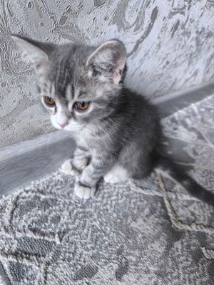 3 oyli parodali mushuk narxi 700000 min aqli mushu
