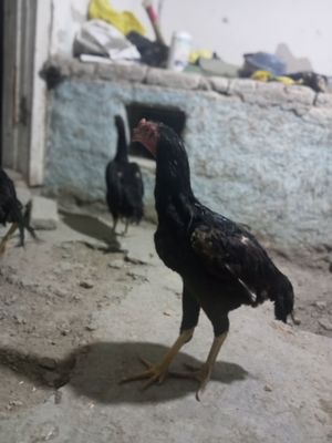 Xo'roz dakan kulangi