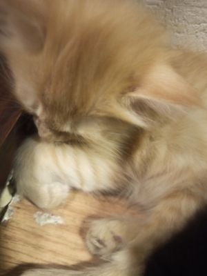 Котята домашние. 2 месяца