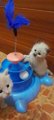 Котёнок девочка 1 месяца