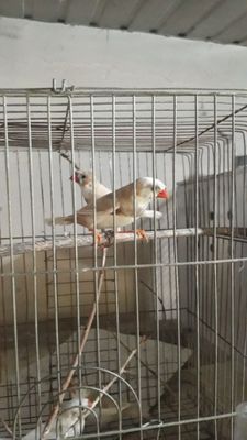 Амадинка птицы..