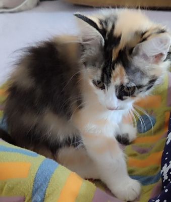 продаются котята домашние