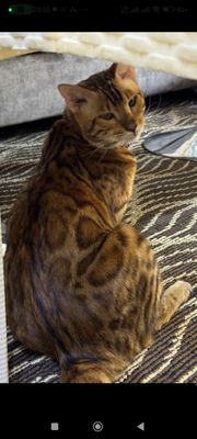 Продается бенгальский котик